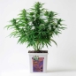 Preview: Grow Bucket Super Soil organic